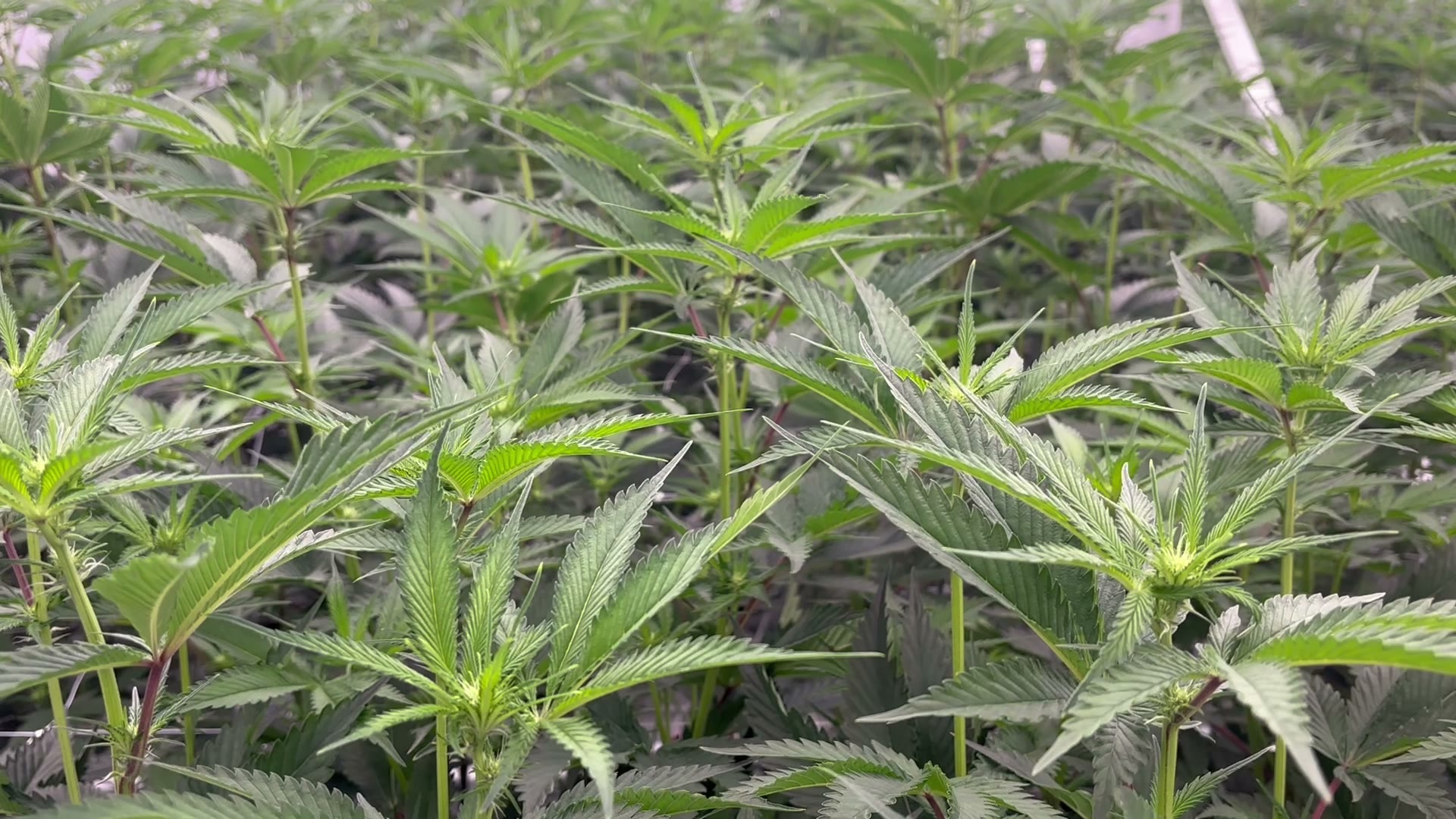 Premium cannabis cultivation